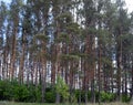 Forest, tree, nature, pine, sky, trees, landscape, green, tree, forest, blue, summer, sun, road, plant, leaves, season, Park, gras Royalty Free Stock Photo