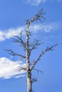 Forest Tree, Patagonia, Argentina Royalty Free Stock Photo