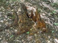 Tree piece, tree trunk, tree root, felling, tree stump, forest Royalty Free Stock Photo