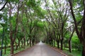 Forest tree road Royalty Free Stock Photo
