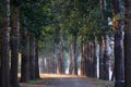 Forest tree road Royalty Free Stock Photo