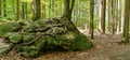 Forest tree root growing over stone rock in Bavaria Germany national park