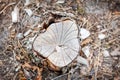 Forest tree stump Royalty Free Stock Photo