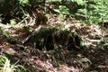 Forest tree stump with fallen leaves and plants Royalty Free Stock Photo
