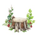 Forest tree stump with green leaves, fern, red berries. Watercolor illustration. Hand drawn forest wooden stump with Royalty Free Stock Photo