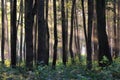 Forest with tree. The sun rays are shining through the trunk. Majestic springtime wallpaper background