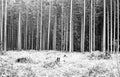 forest tree trunks and foliage shoot on black and white film wit