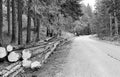 forest tree trunks and foliage shoot on black and white film wit