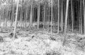 forest tree trunks and foliage shoot on black and white film wit