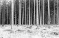 forest tree trunks and foliage shoot on black and white film wit