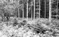 forest tree trunks and foliage shoot on black and white film wit