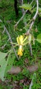 Eriolaena quinquelocularis  Bothi Forest Tree Yellow Flower Closeup Shot in the Jungle of  Central India Royalty Free Stock Photo