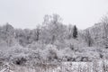 Forest trees are abundantly covered with fluffy snow in cloudy weather.