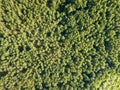 Forest trees. Aerial view from the drone of a green forest on a sunny summer day. Top view Royalty Free Stock Photo