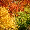 Forest trees in autumn background