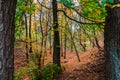 Forest with Trees in Autumn Royalty Free Stock Photo