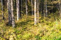 Forest trees in autumn colors in countryside