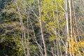 Forest trees in autumn colors in countryside