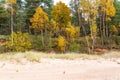 Forest trees in autumn colors in countryside