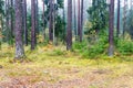 Forest trees in autumn colors in countryside