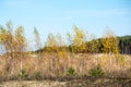 Forest trees in autumn colors in countryside Royalty Free Stock Photo