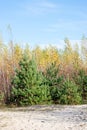 Forest trees in autumn colors in countryside