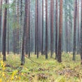 Forest trees in autumn colors in countryside