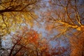 Forest trees in the autumn. View from the below. Royalty Free Stock Photo