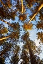 Forest trees in the autumn. View from the below. Royalty Free Stock Photo