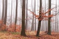 Forest, trees, bare trunks, fog, mist in the background, orange leaves on the ground and branches, no snow