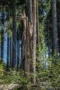 Forest with trees broken off Royalty Free Stock Photo