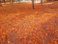 Forest trees and colorful yellow and red autumn leaves at daylight sky with sun flare rays flying through forest on nature Royalty Free Stock Photo