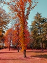 Forest trees and colorful yellow and red autumn leaves at daylight sky with sun flare rays flying through forest on nature Royalty Free Stock Photo