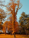 Forest trees and colorful yellow and red autumn leaves at daylight sky with sun flare rays flying through forest on nature Royalty Free Stock Photo