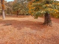 Forest trees and colorful yellow and red autumn leaves at daylight sky with sun flare rays flying through forest on nature Royalty Free Stock Photo