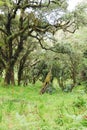 Forest with trees covered with lichens and epiphytes in mountain rainforest of Tanzania Royalty Free Stock Photo