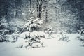Forest trees covered snow at night in winter. Royalty Free Stock Photo