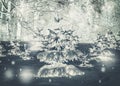 Forest trees covered snow at night in winter. Royalty Free Stock Photo