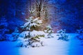 Forest trees covered snow at night in winter. Royalty Free Stock Photo