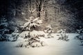 Forest trees covered snow at night in winter. Royalty Free Stock Photo