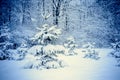Forest trees covered snow at night in winter. Royalty Free Stock Photo