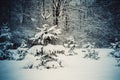 Forest trees covered snow at night in winter. Royalty Free Stock Photo