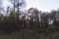 Forest trees with dry yellow autumn leaves and sun beams rays of light shining through branches falling on ground forming shadows Royalty Free Stock Photo