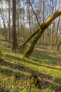 Forest trees in early spring Royalty Free Stock Photo