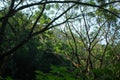 forest trees exposed to sunlight