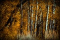 Forest trees in the fall