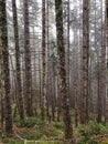 Forest of trees and ferns Royalty Free Stock Photo