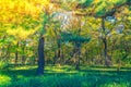 Forest trees ( Filtered image processed vintage effect