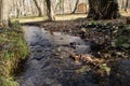 forest trees and flowing fresh water at sunset time. Azerbaijan