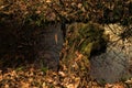 Forest trees and flowing fresh water at sunset time. Azerbaijan Caucasus